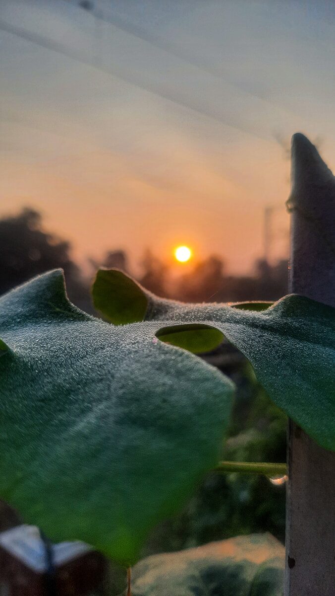 a plant with a sunset in the background